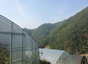 水耕栽培でビニールハウスを有効活用しましょう！